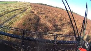 Продолжаем убирать гречку. Комбайн Massey Ferguson 7345s.