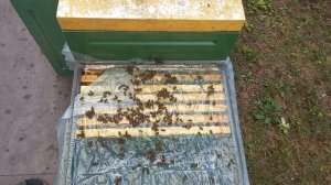 Осенняя замена маток