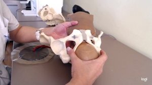 Затылочное предлежание передний вид