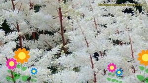 Астильба японская Рок энд Ролл. Краткий обзор, описание характеристик astilbe japonica Rock and Rol