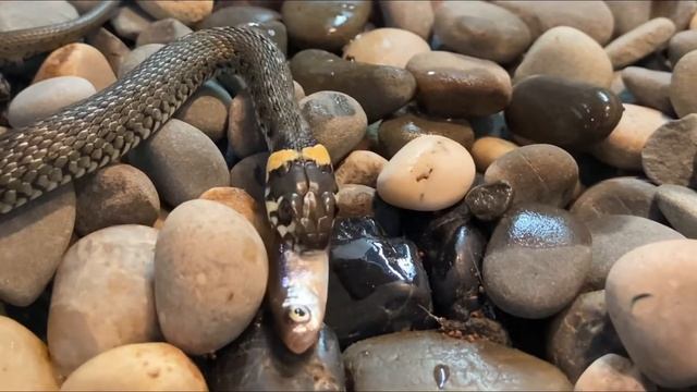 Домашний уж кушает рыбку смотреть онлайн