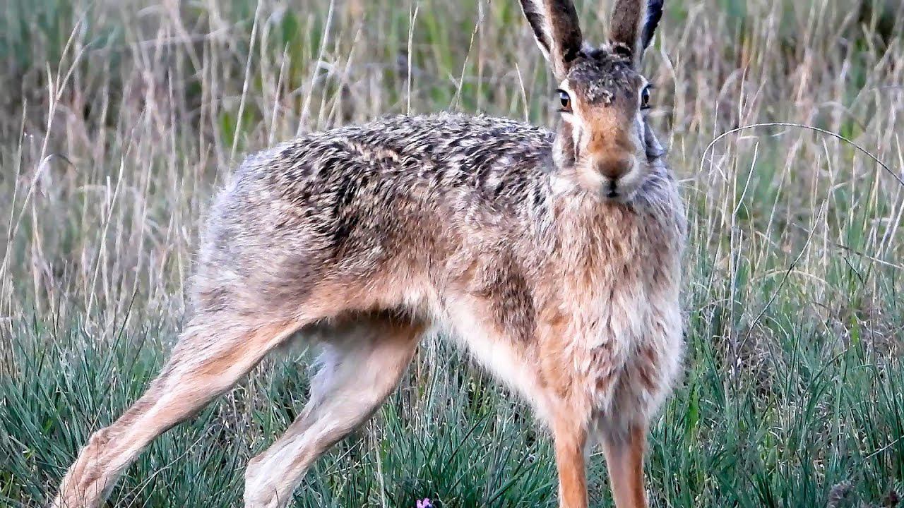 Заяц Русак Херсонская область Весна 2021 / La lepre comune смотреть онлайн