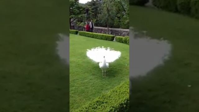 Классная птица