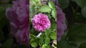 Sister elizabeth rose