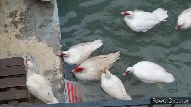 Объявление по заказам на утят и инкубационное яйцо на сезон 2021г. смотреть онлайн