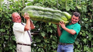 Гигантские ОВОЩИ реально выращенные на ГРЯДКАХ