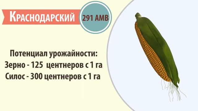 Краснодарский 291 АМВ смотреть онлайн