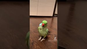 Говорящий ожереловый попугай Ричи