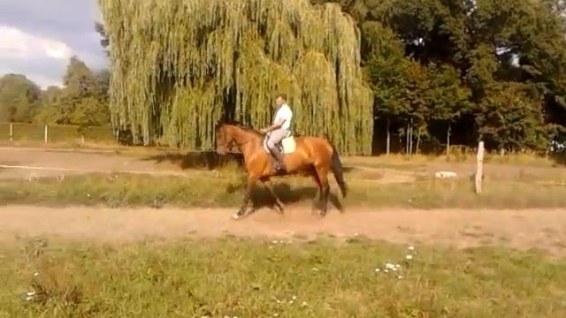 Sugar Samba Hit I x Paradiesvogel 16.04.08 смотреть онлайн