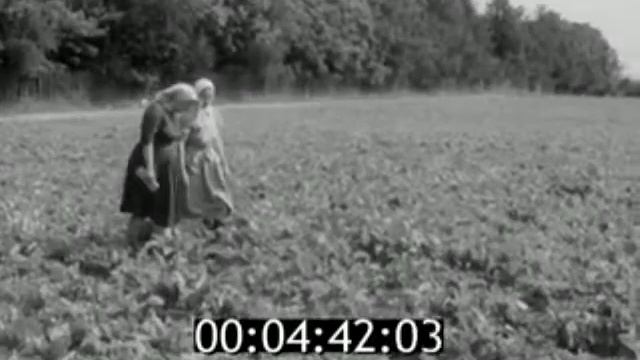 Уход и удобрение посевов пропашных культур Совхоз «Победа» , совхоз «Выбити» 1963г смотреть онлайн