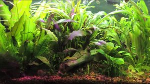 Отвечаю на ваш вопрос! Какая помпа в моем внешнем фильтре?