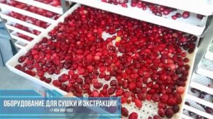 Фруктовые, овощные и ягодные снеки. Промышленные дегидраторы для холодной сушки