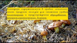 Маслята. Полезные и лечебные свойства./Как не насобирать ложных маслят