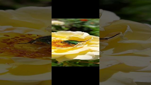 Лакомство жука смотреть онлайн