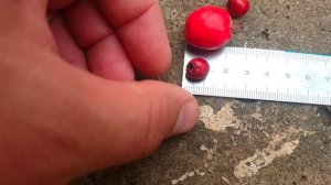 Большой сибирский кроваво-красный боярышник