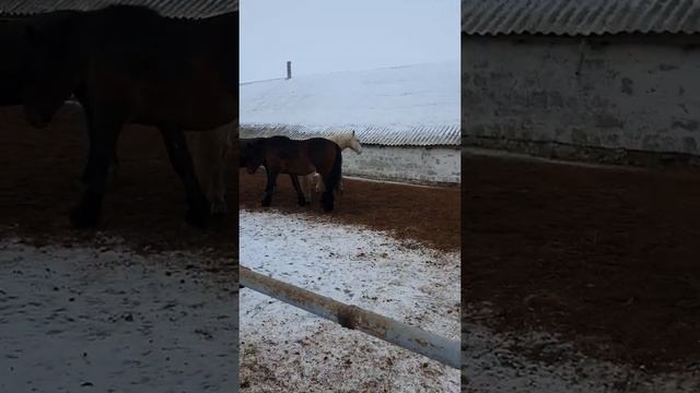 Наш первый Першерон и Советские тяжики смотреть онлайн