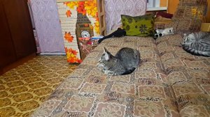 Лиза и Боня смотрят телевизор. Шотландский вислоухий кот. Бонапарт  Европейская кошка Лиза.