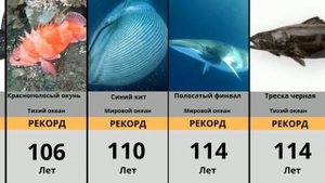 САМЫЕ СТАРЫЕ животные на Земле