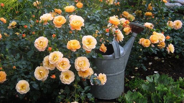 Flower Carpet Rose Landscaping Ideas смотреть онлайн