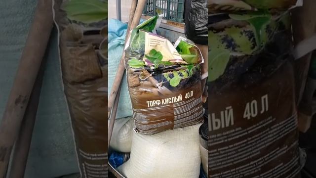 Едем на дачу в конце марта. Навожу порядок в теплице, сею. Рассада на окне. Муж шлифует брус в бане