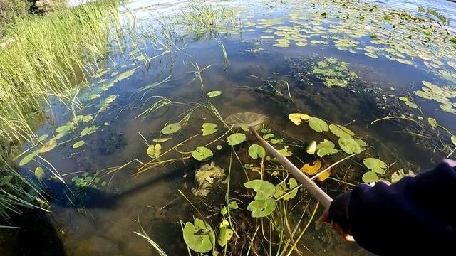 Четвертый день на большой реке. Окунь на микроджиг. Малёк в аквариум. #каналнарыбалку#