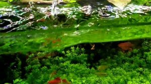 Новинка меченосец Брокколи