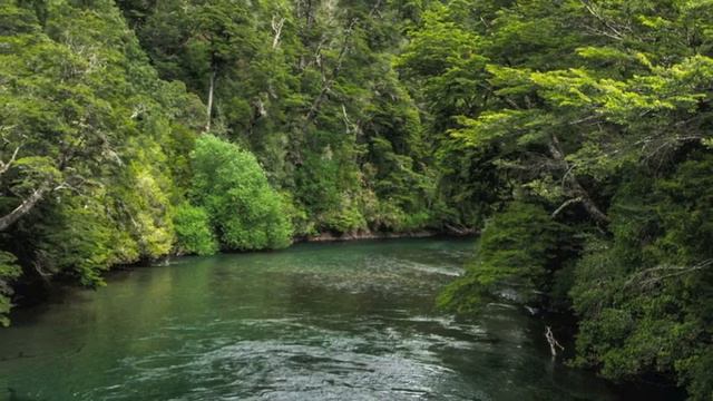 Relaxing Music & Beautiful Forests