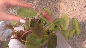 Про гименокаллис, кухню, здоровье и интересы