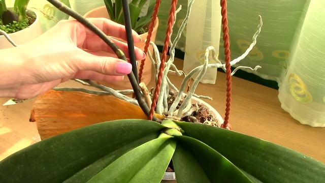 How to get the Phalaenopsis flower cascade effect смотреть онлайн