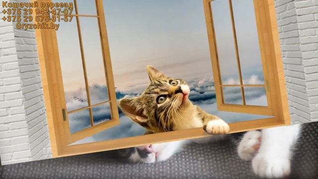 Переезд кошки или кота в новый дом