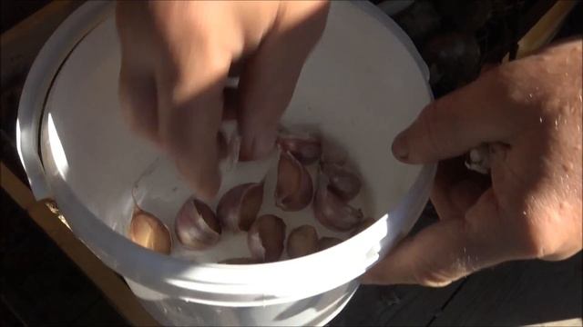 ЧЕСНОК - подготовка в ПОСАДКЕ и уборка урожая на ЗИМНЕЕ ХРАНЕНИЕ смотреть онлайн