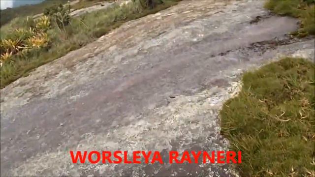 TRAVESSIA DA CUCA 6JAN2018 FIGUEIREDO смотреть онлайн