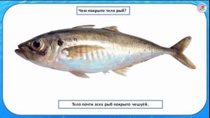 14  Кто такие рыбы