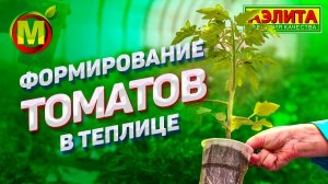 КАК формировать ТОМАТЫ в теплице?