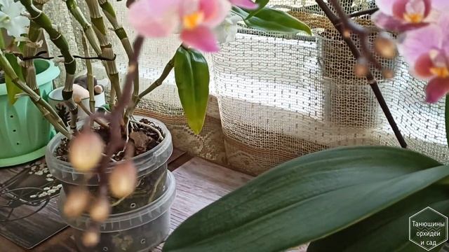 Домашнее цветение орхидей, кухня, март. Зигопиталум радует. Фаленопсисы. смотреть онлайн