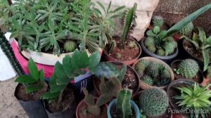 CACTUS Plant | தமிழ் | Beginner Guide | Planting & Maintenance Catcus maintenance and tips