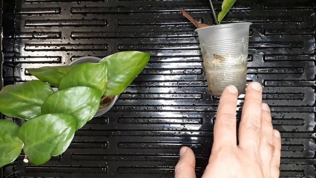 Моя методика. Как разбудить замиокулькас. ТРИ правила! Советы от Plant Helper.