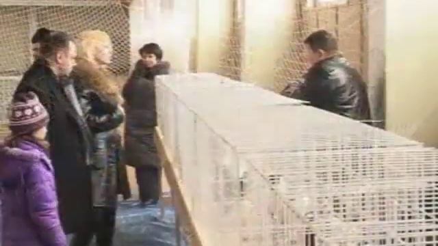 Выставка голубей. Овидиополь. 23 февраля 2013г. смотреть онлайн