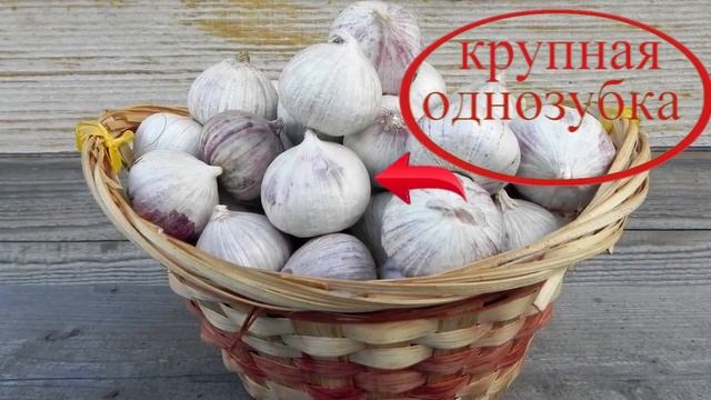 Чеснок озимый  Антошка! Самый удивительный озимый чеснок!