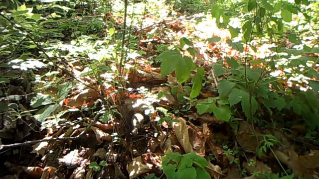 Желтогорлая овсянка (Emberiza elegans) в ЕАО, Elegant bunting in the JAR (Emberiza elegans) смотреть онлайн