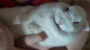 Кролик лежит на спине