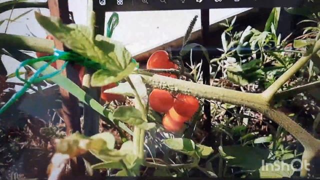 ПРОВЕРЕННЫЕ СОРТА ТОМАТОВ ЧЕРРИ И НОВИНКИ??? смотреть онлайн