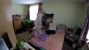 DM# 16 ПИТБУЛИ ОДНИ В КВАРТИРЕ (скрытая камера). two pit bull alone at home. собака