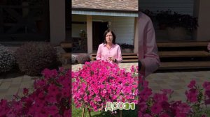 Ампельная петуния от ГАВРИШ @user-ih6fo4ng7x