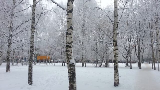 снежные березы красота зимой Киров