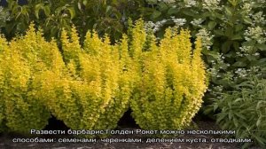Барбарис Голден Рокет — описание и выращивание