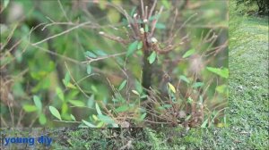 STIHL HSE 42/52 Electric Hedge Trimmer Unboxing and Testing,