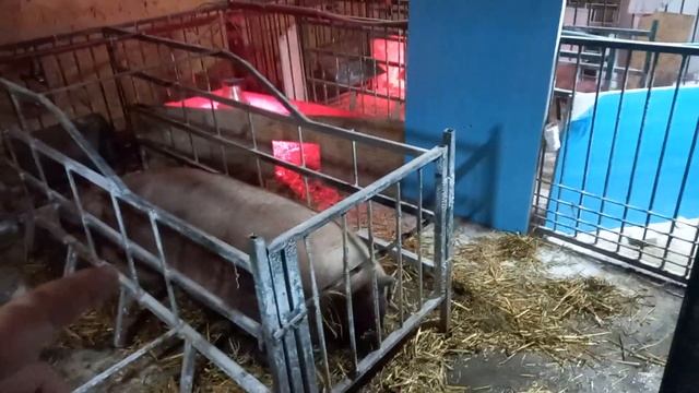 Поросят стало меньше. Почему с ними это происходит? Ждём опорос рыжих поросят смотреть онлайн