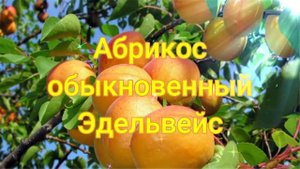 Абрикос обыкновенный Эдельвейс ?обзор: посадка, характеристики растения, саженцы Абрикос Эдельвейс