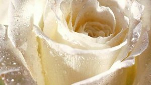 Маленький цветок